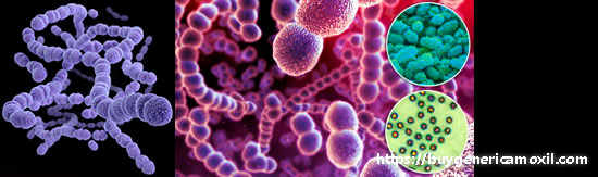 Streptococcus