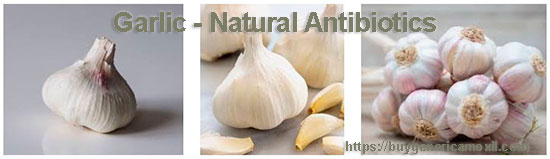 Garlic - Natural Antibiotics