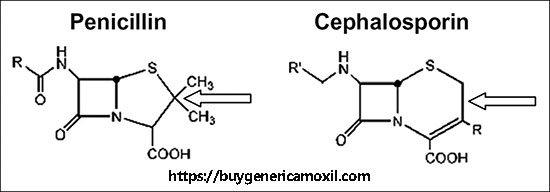 cephalosporins